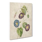 Morning Glory Flowers By Pierre Joseph Redoute Vintage Canvas Wall Art Print Ready to Hang, Framed Picture for Living Room Bedroom Home Office Décor, 24x16 Inch (60x40 cm)