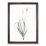 Big Box Art Hairy Garlic Flowers by Pierre-Joseph Redoute Framed Wall Art Picture Print Ready to Hang, Walnut A2 (62 x 45 cm)