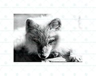 Wee Blue Coo Animal Photo Head Arctic Fox BW Wall Art Print