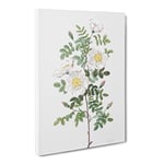 White Burnet Rose By Pierre Joseph Redoute Vintage Canvas Wall Art Print Ready to Hang, Framed Picture for Living Room Bedroom Home Office Décor, 24x16 Inch (60x40 cm)