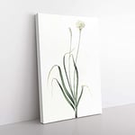 Big Box Art Hairy Garlic Flowers by Pierre-Joseph Redoute Canvas Wall Art Print Ready to Hang Picture, 76 x 50 cm (30 x 20 Inch), White, Grey, Green