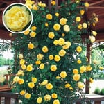 Charm4you Scented Flower Seeds,Climbing vine, multi-flowered rose, sowing seeds in four seasons-G_40 capsules,Perennial Garden Seeds