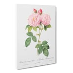 Italian Damask Rose In Pink By Pierre Joseph Redoute Vintage Canvas Wall Art Print Ready to Hang, Framed Picture for Living Room Bedroom Home Office Décor, 24x16 Inch (60x40 cm)