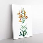 Big Box Art Canada Lily Flowers by Pierre-Joseph Redoute Canvas Wall Art Print Ready to Hang Picture, 76 x 50 cm (30 x 20 Inch), White, Beige, Cream, Green, Cream