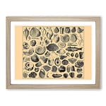 Encyclopaedia Shells Vintage Framed Wall Art Print, Ready to Hang Picture for Living Room Bedroom Home Office Décor, Oak A4 (34 x 25 cm)