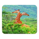 Mousepad Computer Notepad Office Animal Family of Giraffes Spotted in The Woods Kenya Africa Wild Life Safari Forest Home School Game Player Computer Worker Inch