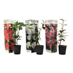Plant In A Box - Camellia japonica - Mélange de 3 - Rouge blanc rose - Pot 9cm - Hauteur 25-40cm - Multicolore