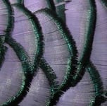 Amherst head Pheasant komplett Huvud - Purple
