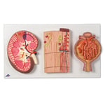 Njure, nefroner, blodkärl och njurkroppar på samlad relief