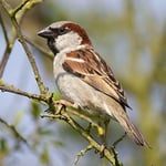 Really Wild Card House Sparrow Photograph with Sound Effect Greeting Card