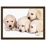 Puppys Golden Retriever Dog Pet Labrador Cute A4 Artwork Framed Wall Art Print