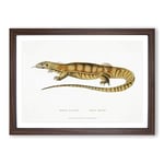 Big Box Art Yellow Monitor Lizard by John Edward Gray Framed Wall Art Picture Print Ready to Hang, Walnut A2 (62 x 45 cm)