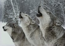 Stukk Wild Wolf Wolves Winter Poster - A4 (210 x 297mm)