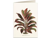 Tassotti B6-Carnet + Kuvert 6064 Dracaena Rödgrön