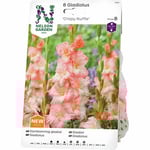 Vårlök Nelson Garden Storblommig gladiolus Crispy Ruffle