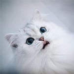 British Shorthair Cute Pet Cat White﹣ Full Round Drill Diamond Painting ﹣ Rhinestone Picture Art Craft for Home Wall Decor
