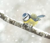 Blue Tit In A Snowstorm Poster 21x30 cm