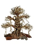Tree roots Old Bonsai 30x15x30 cm