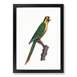 Big Box Art Musk Lorikeet by F. Levaillant Framed Wall Art Picture Print Ready to Hang, Black A2 (62 x 45 cm)