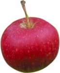 Frukt & Grönsaker Äpple röd Ingrid Marie