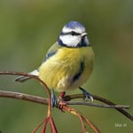 RSPB Greeting Sound Card By Really Wild Cards - Blue Tit