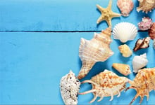 HD 7x5ft Vinyl Nautical Backdrop for Photography Conch Shells Starfish Mussel Blue Wood Board Background Marine Theme Summer Party Seaman Sailor Kids Baby Photo Booth Shoot Studio Props