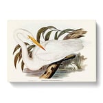 Australian Egret By Elizabeth Gould Vintage Canvas Wall Art Print Ready to Hang, Framed Picture for Living Room Bedroom Home Office Décor, 76x50 cm (30x20 Inch)