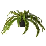 Mr Plant, Ormbunke 55 cm Grön