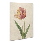 Pink Tulip By Pierre Joseph Redoute Vintage Canvas Wall Art Print Ready to Hang, Framed Picture for Living Room Bedroom Home Office Décor, 24x16 Inch (60x40 cm)