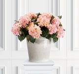 Hortensia krukväxt rosa