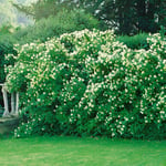 Omnia Garden Prydnadsbuske Småblommig Schersmin GTG21405P