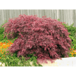 Prydnadsbuske Flikbladig Japansk Lönn Garnet 30-40 cm Omnia Garden