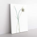 Big Box Art Pale Garlic Flowers by Pierre-Joseph Redoute Canvas Wall Art Print Ready to Hang Picture, 76 x 50 cm (30 x 20 Inch), White, Grey, Beige