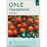 Odle 'carmen' Fløyelsblomst Frø