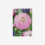 Dahlia, Pink Petticoat