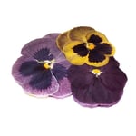 Pressed Pansy Edible Flowers