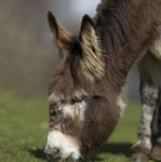 Grazing Donkey Sound Greeting Card Any Occasion Call Of The Wild Cards