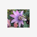 Passionsblomma, Lavendel Lady