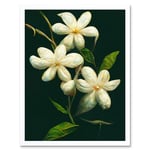 Jasmine Flower Blooms Realism Painting With Black Art Print Framed Poster Wall Decor 12x16 inch