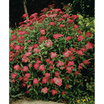 Prydnadsbuske Rosenspirea Omnia Garden