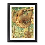 Vintage Karl Ludwig Hartig Bolivian Three Toed Sloth Vintage Framed Wall Art Print, Ready to Hang Picture for Living Room Bedroom Home Office Décor, Black A4 (34 x 25 cm)