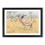Big Box Art Vintage W Kuhnert Grant's Gazelle Framed Wall Art Picture Print Ready to Hang, Black A2 (62 x 45 cm)