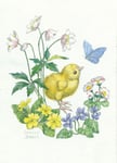 ProCard Påskkort - Enkelt Kort Kyckling om våren (Fraktfritt)
