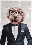 A3 Labradoodle Print Dictionary Page Art Picture Animal Dog In Clothes Suit Gift Quirky Wall Art
