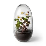 Design House Stockholm - Grow Large - Transparent - Krukor