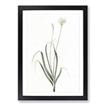 Big Box Art Hairy Garlic Flowers by Pierre-Joseph Redoute Framed Wall Art Picture Print Ready to Hang, Black A2 (62 x 45 cm)