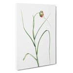 Big Box Art Garlic Flower in Bloom by Pierre-Joseph Redoute Canvas Wall Art Framed Picture Print, 30 x 20 Inch (76 x 50 cm), White, Beige, Green