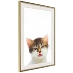 Plakat - Vexed Cat - 20 x 30 cm - Guldramme med passepartout
