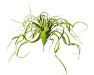 Konstväxt Tillandsia hängande ca 70cm grön