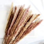 Nutural Dried Pampas Grass 30 Pcs for Flower Arrangements Home Decor (Natural)